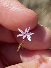 Lessingia micradenia
