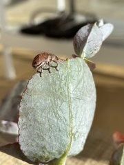 Gonipterus platensis