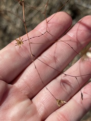 Lessingia micradenia