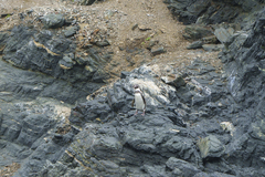 Spheniscus humboldti