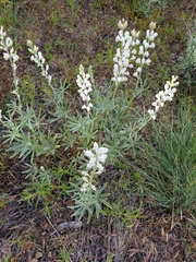 Lupinus arbustus