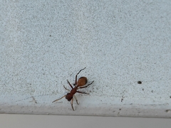 Myrmarachne formosana