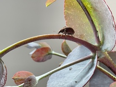 Gonipterus platensis