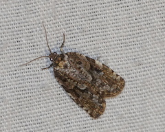 Choristoneura fumiferana