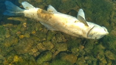 Catostomus macrocheilus