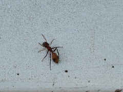 Myrmarachne formosana