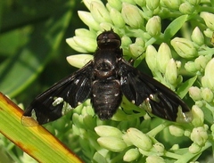 Exoprosopa decora