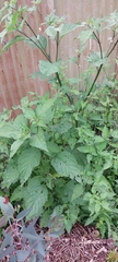 Solanum americanum