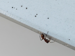 Myrmarachne formosana