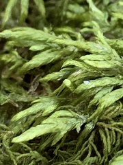 Entodon cladorrhizans