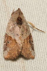 Gonodes liquida