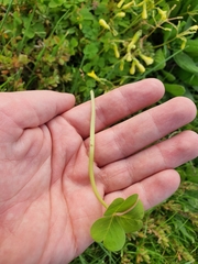 Oxalis compressa