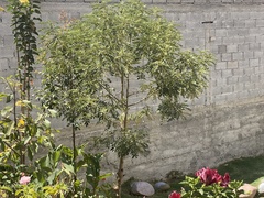 Senna multiglandulosa