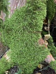 Entodon cladorrhizans