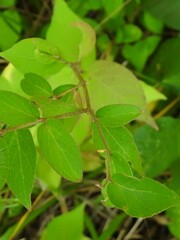 Lonicera maackii