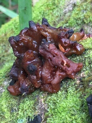 Tremella vesiculosa