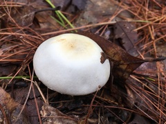 Agaricus sylvicola