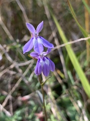 Lobelia