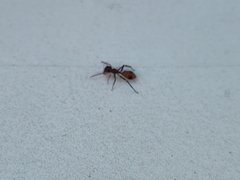 Myrmarachne formosana
