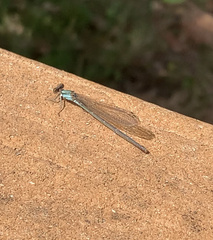 Argia apicalis