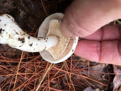 Agaricus sylvicola