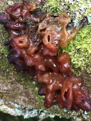 Tremella vesiculosa