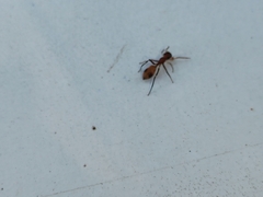 Myrmarachne formosana