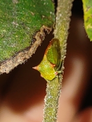 Stictocephala