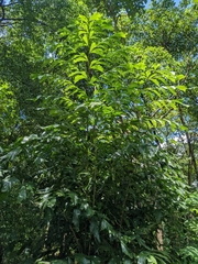 Caryota mitis