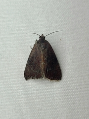 Galgula partita