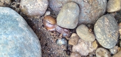 Juga plicifera