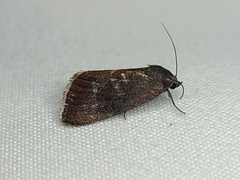Galgula partita