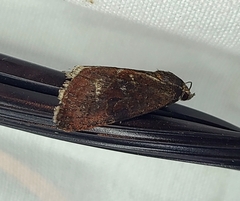 Galgula partita