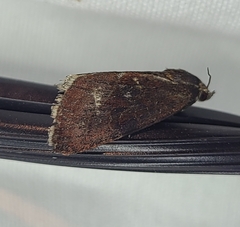 Galgula partita