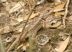 Tropidurus