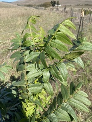 Juglans hindsii
