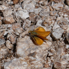 Copaeodes aurantiaca
