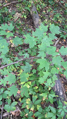 Acer floridanum