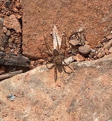 Pardosa mercurialis