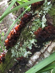 Tremella vesiculosa