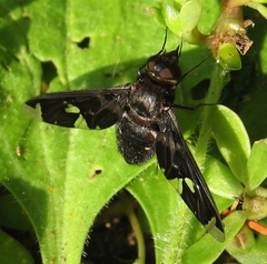 Exoprosopa decora