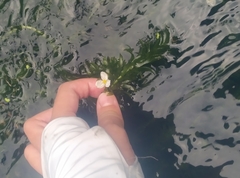 Egeria densa