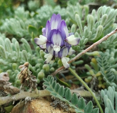 Astragalus amatus