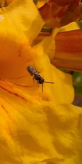 Dialictus