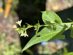 Fallopia convolvulus