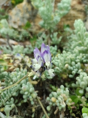Astragalus amatus