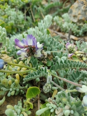 Astragalus amatus