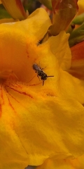 Dialictus