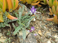 Astragalus amatus