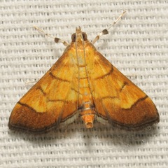 Orphanostigma haemorrhoidalis